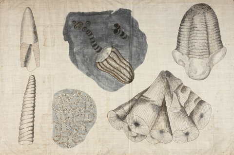 Classroom chart on linen drawn by Orra White Hitchcock, Amherst College.